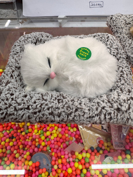 Sleeping cat with sound